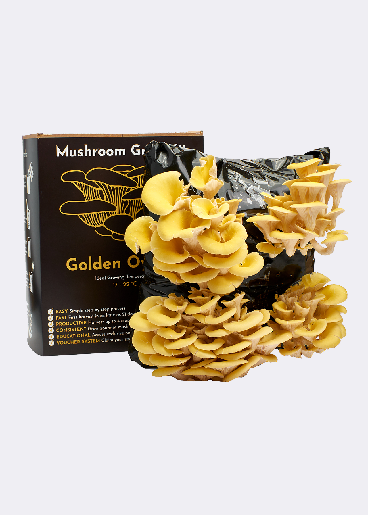 Gold Oyster Mushroom Grow Kit