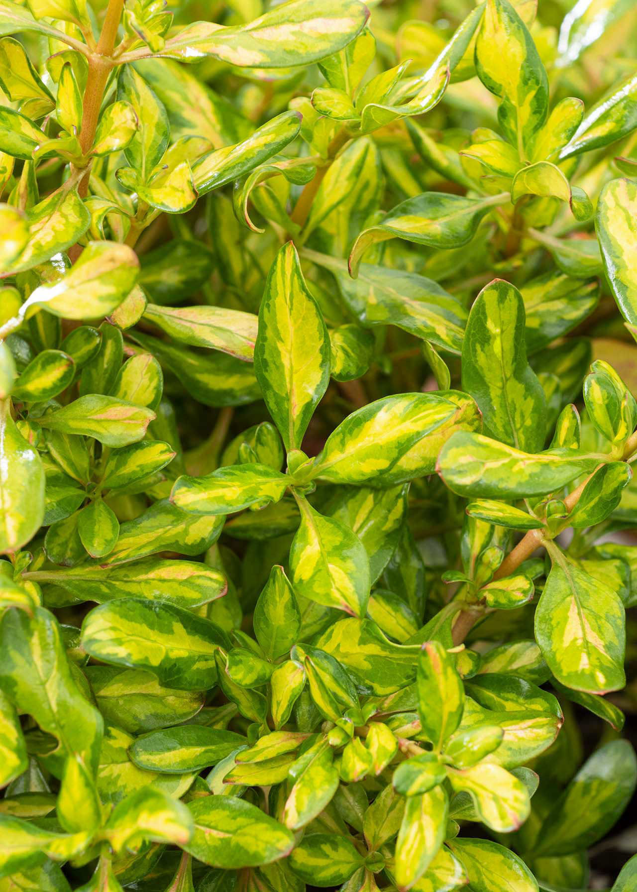 Coprosma Lemon & Lime 1.5ltr