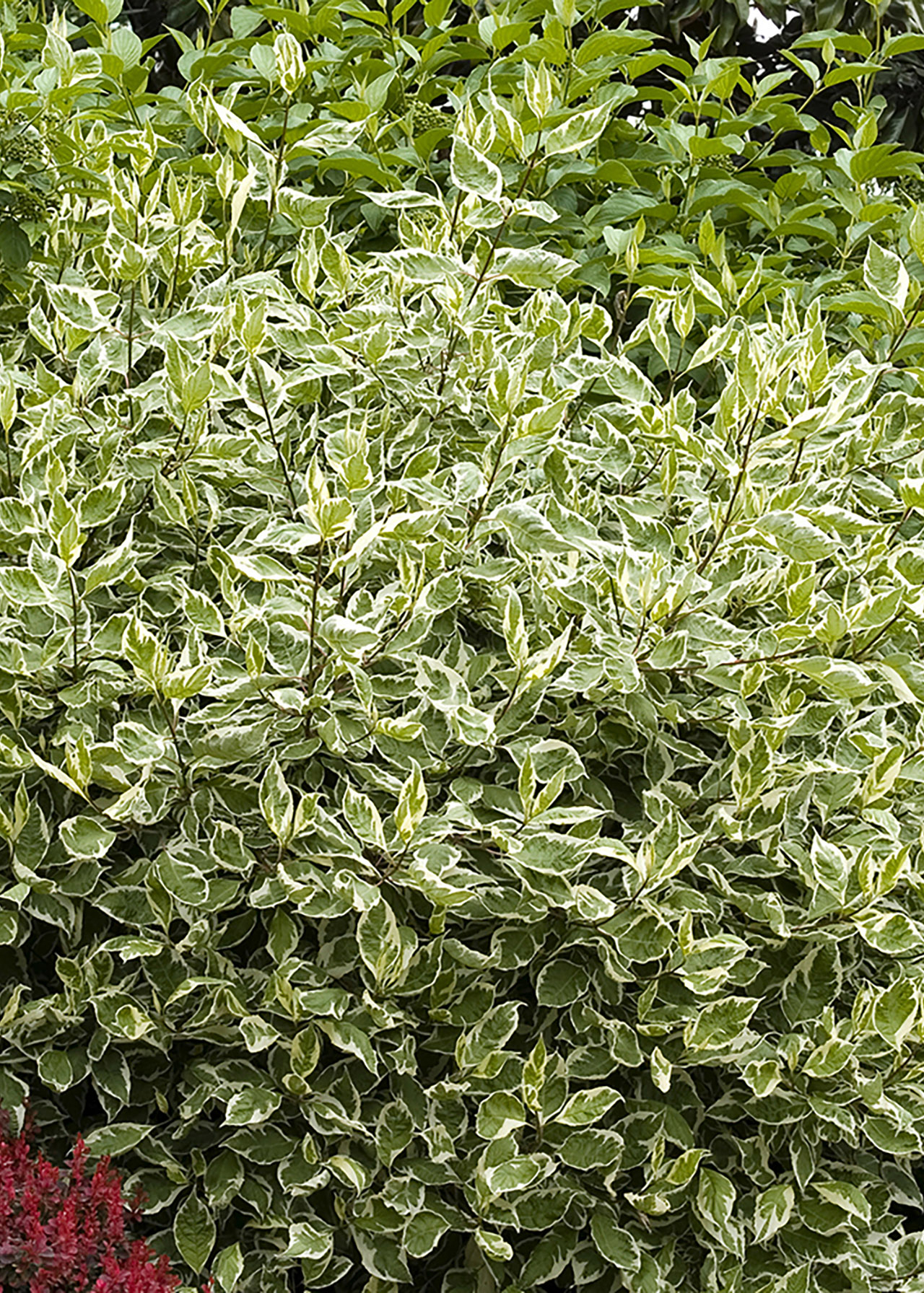 Cornus Alba Elegantissima 2ltr
