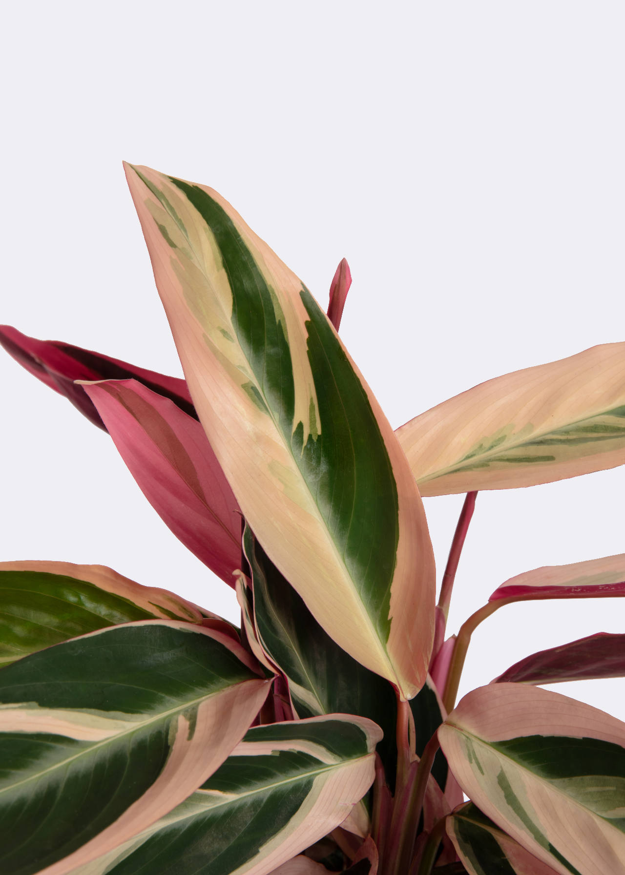 Calathea Triostar 12cm