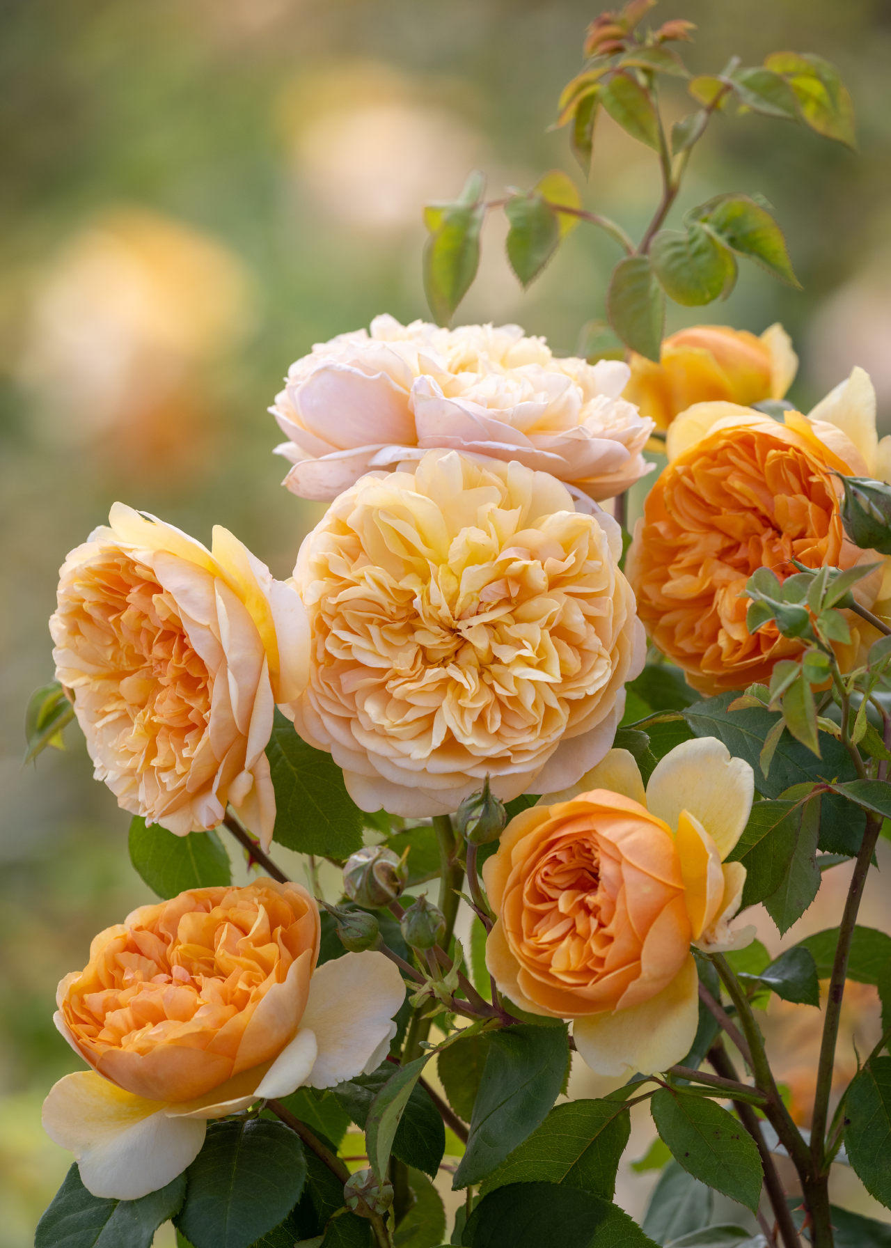 David Austin Rose 'Bring Me Sunshine' 6ltr