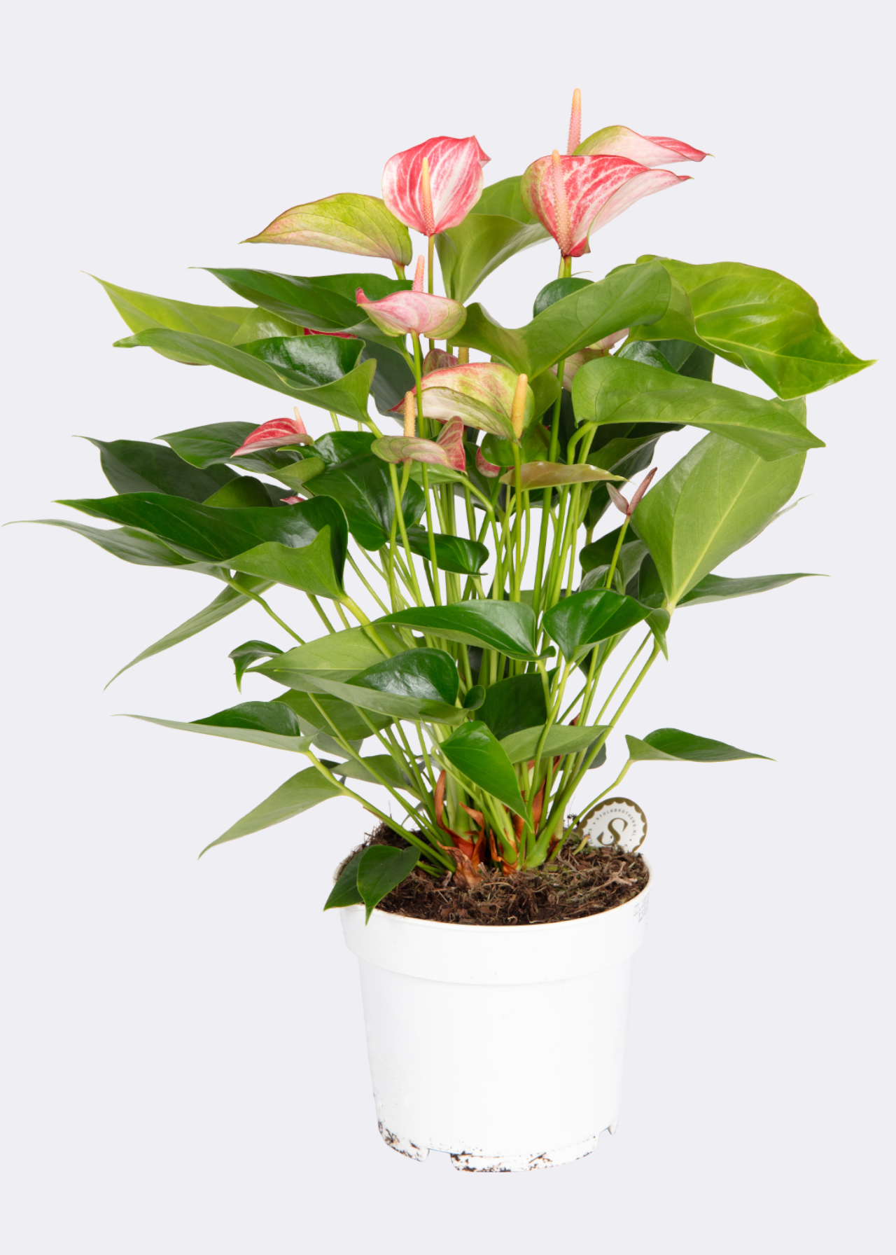 Anthurium Livium Red 17cm