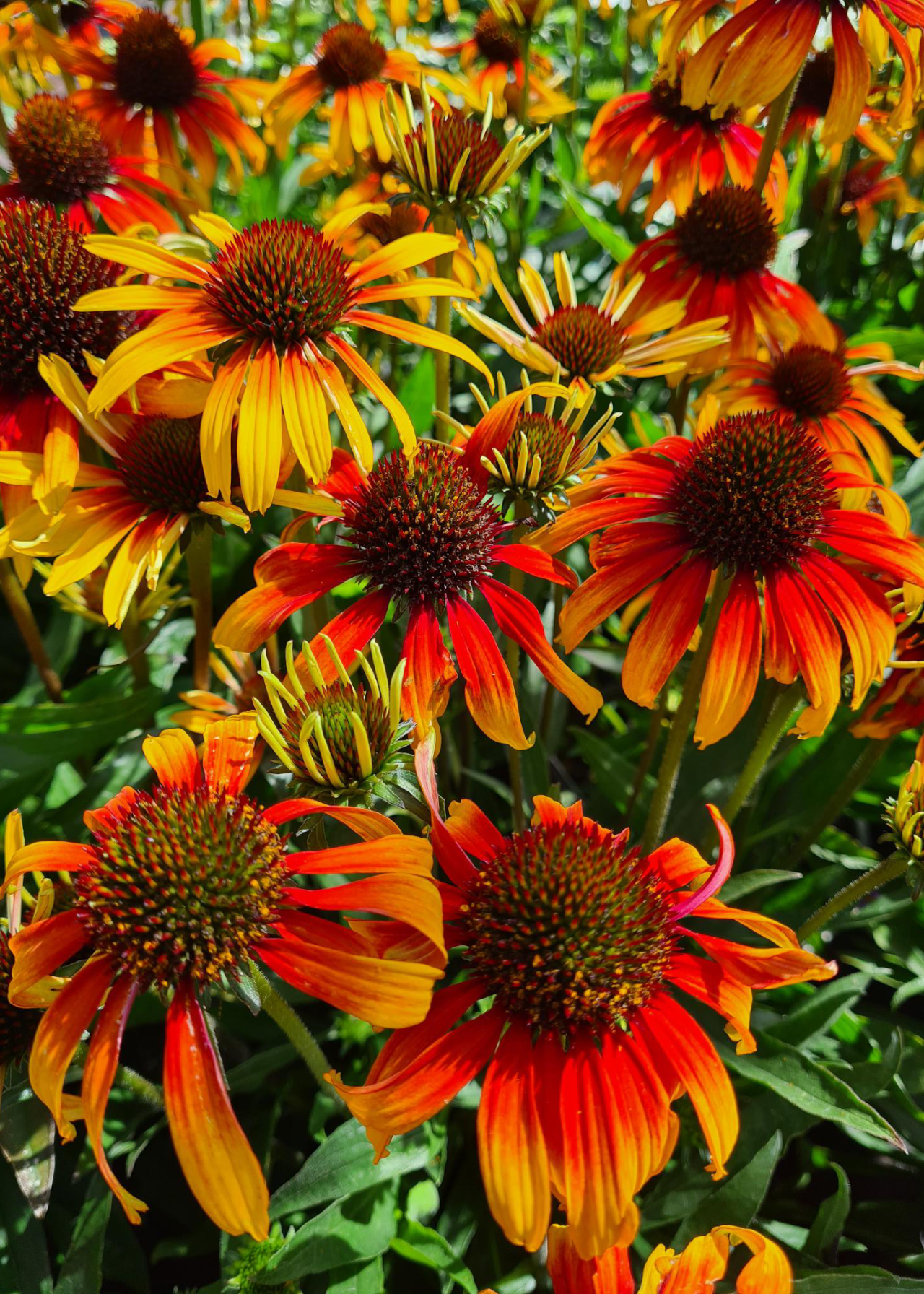 Echinacea Parrot 3ltr