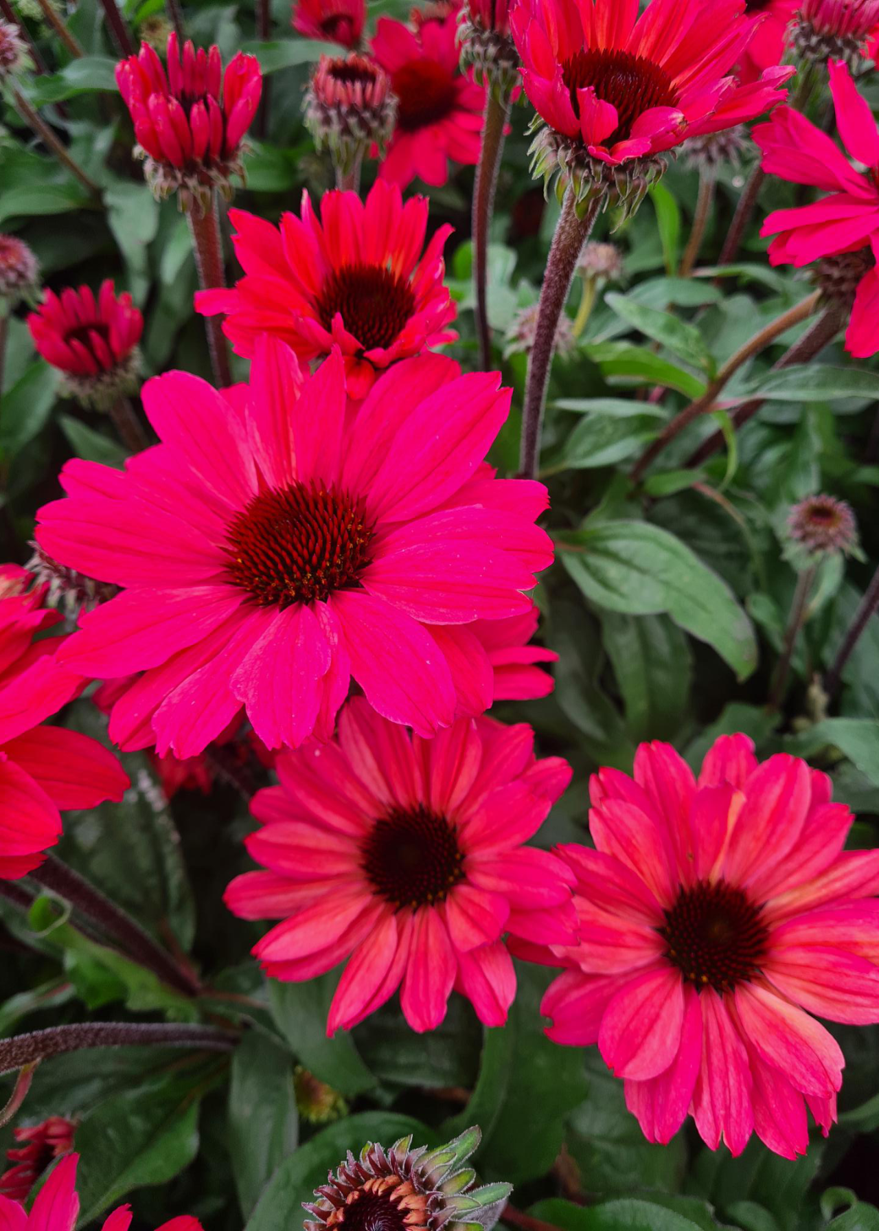 Echinacea Sunseekers Carmine 3ltr