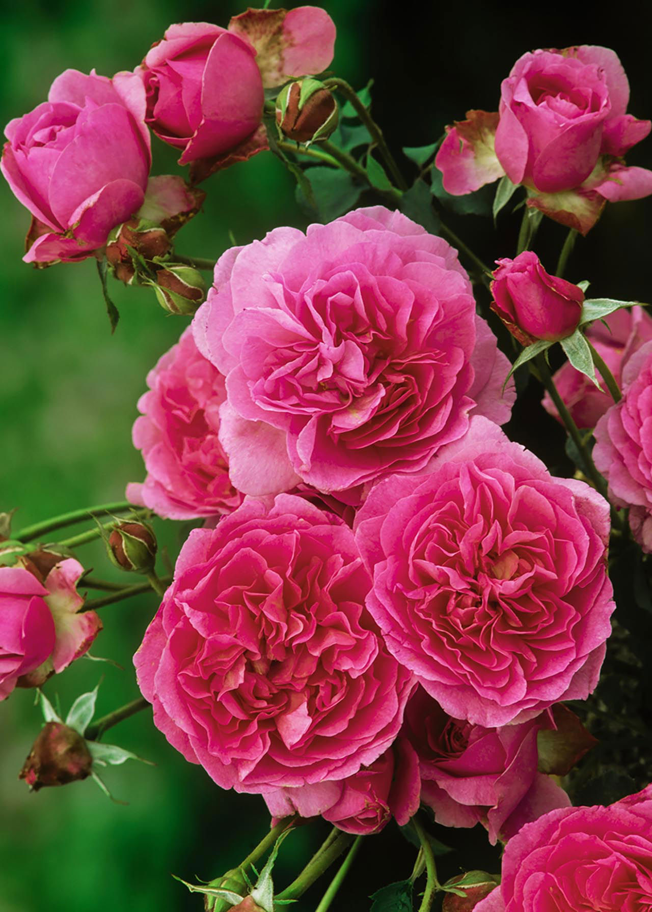 Rose Charmant Patio 4.5ltr