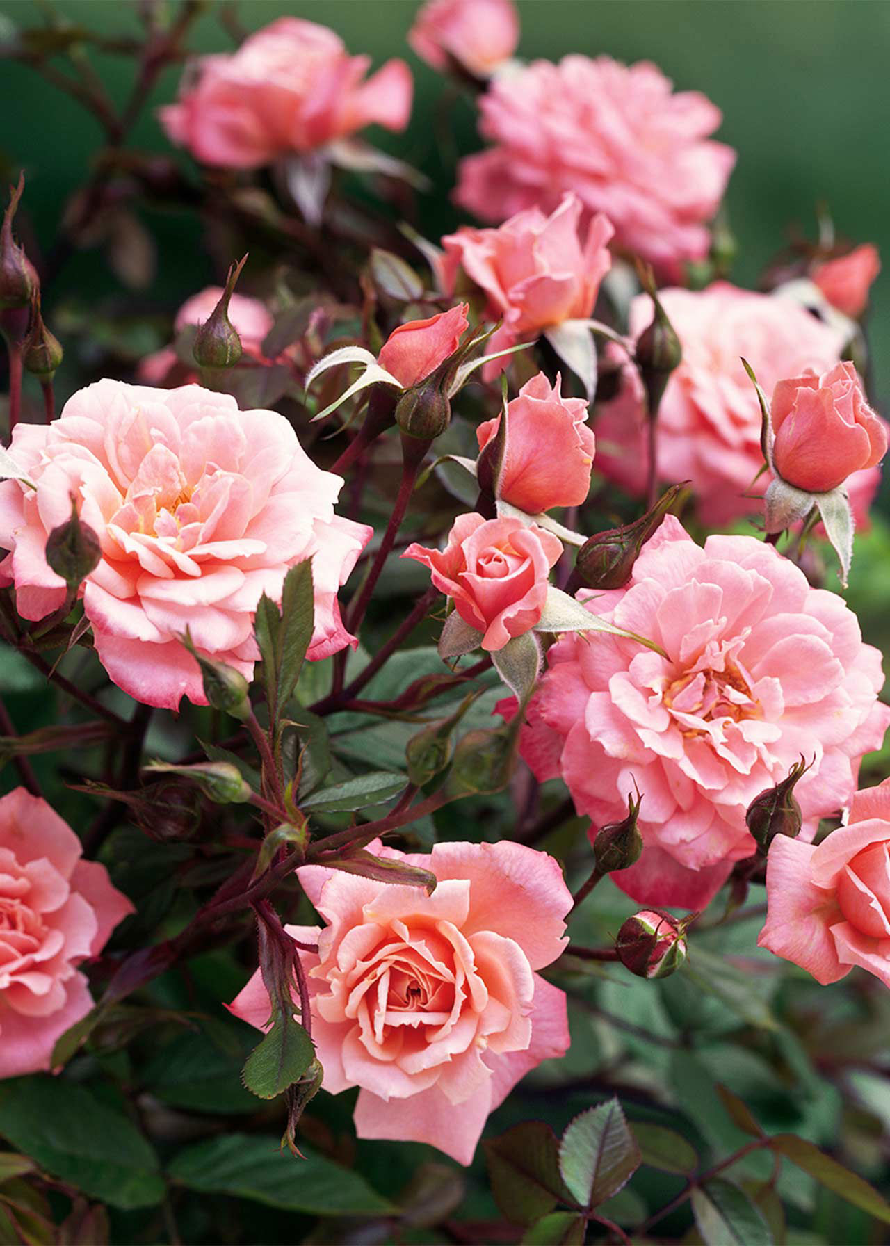 Rose Flirt Patio 4.5ltr