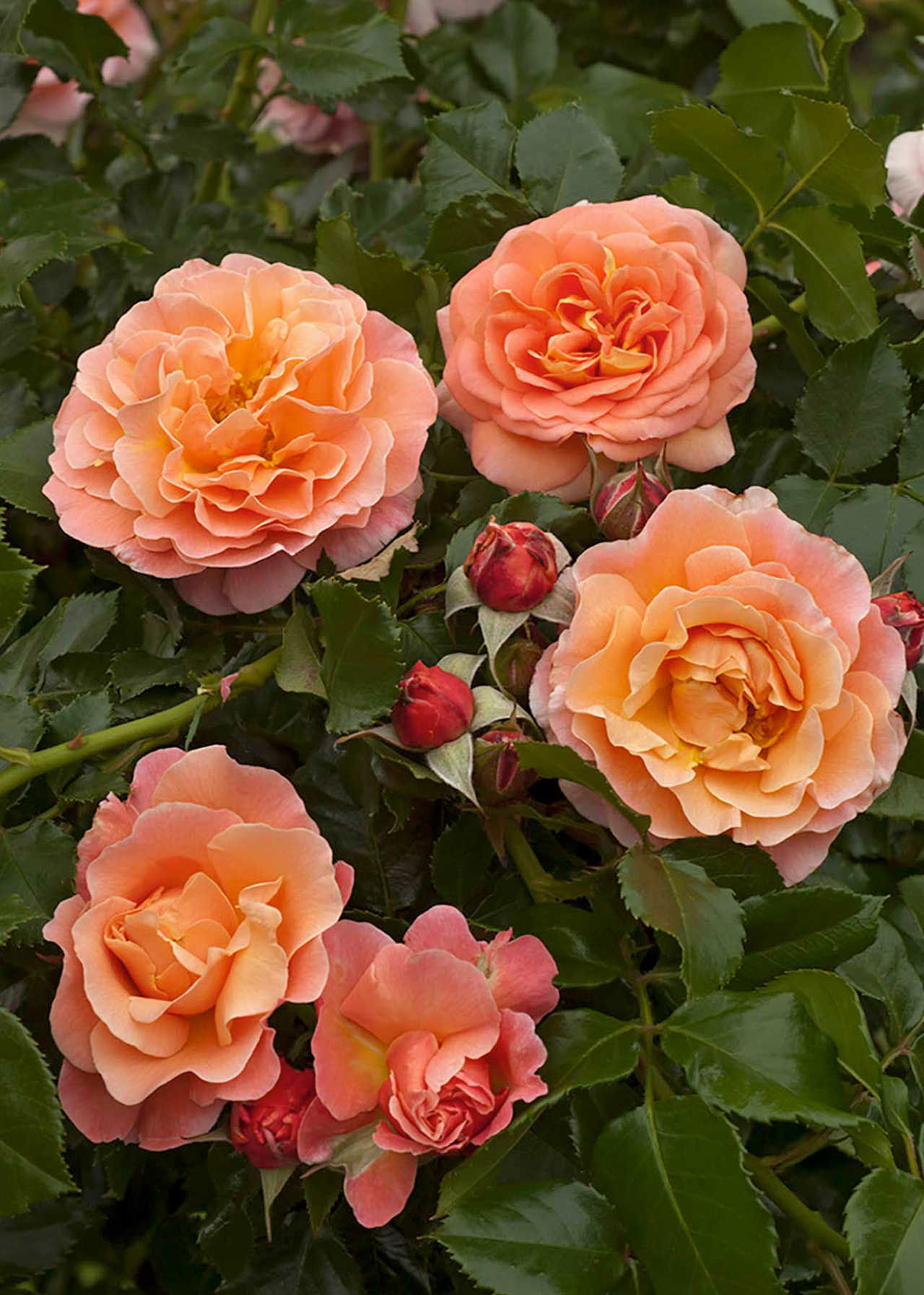 Rose Phoenix Patio 4.5ltr