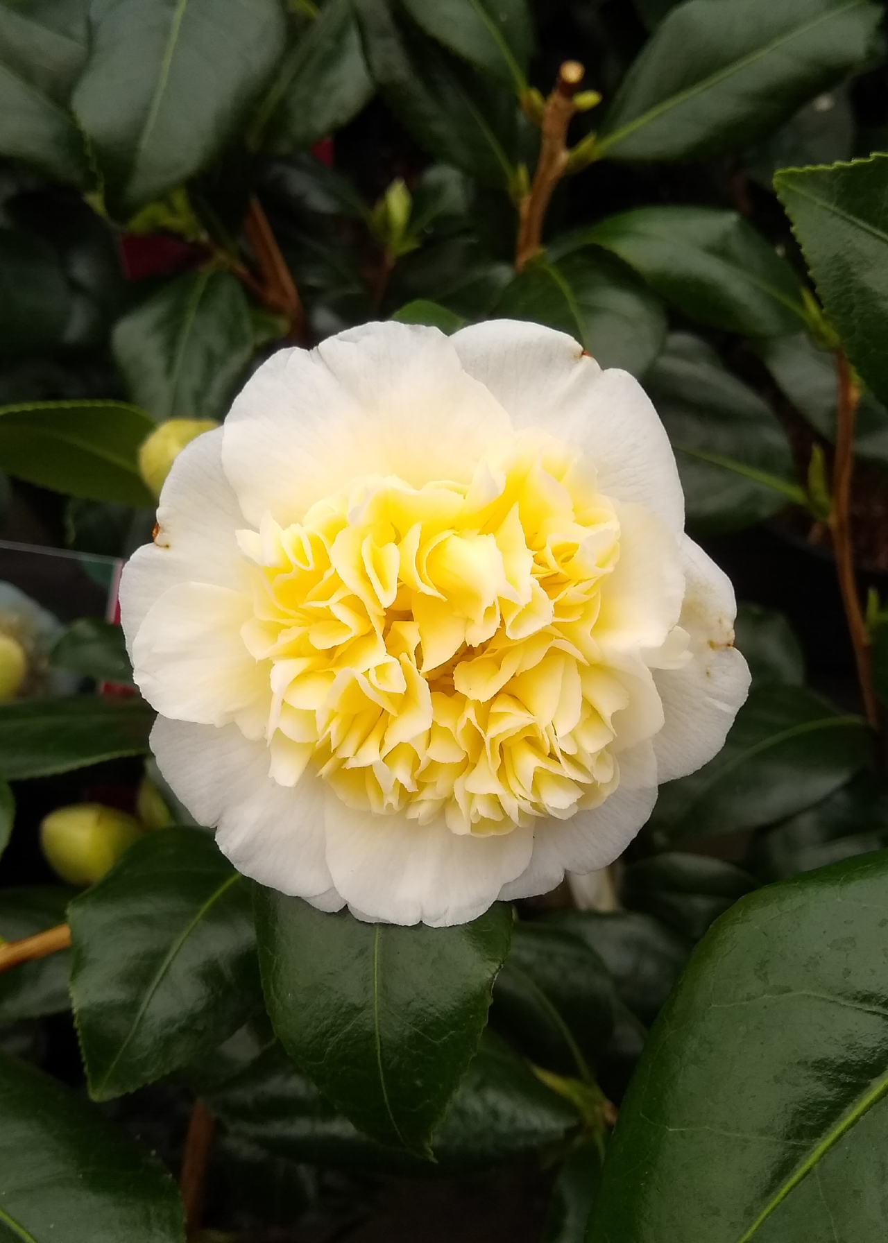 Camellia Brushfields Yellow 1ltr