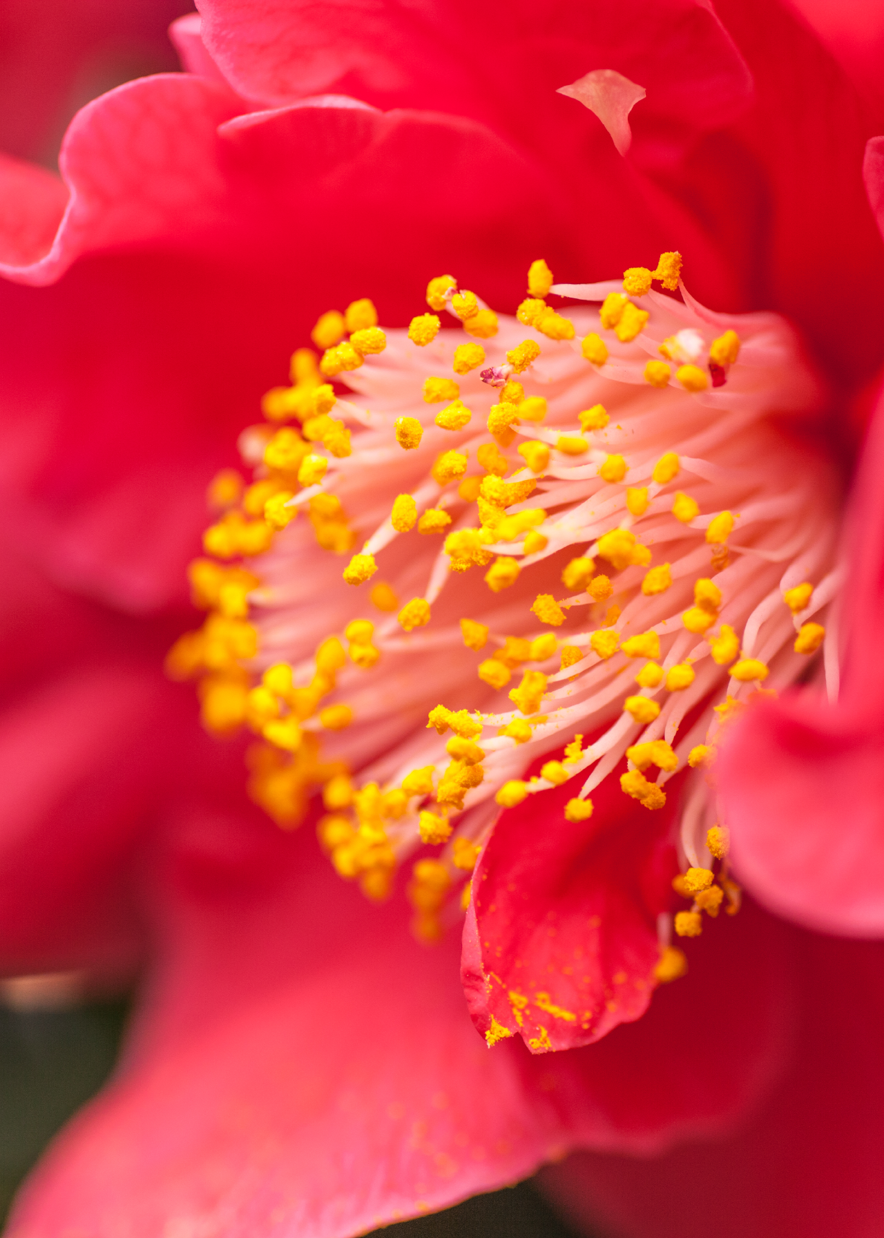 Camellia Dr King 1ltr