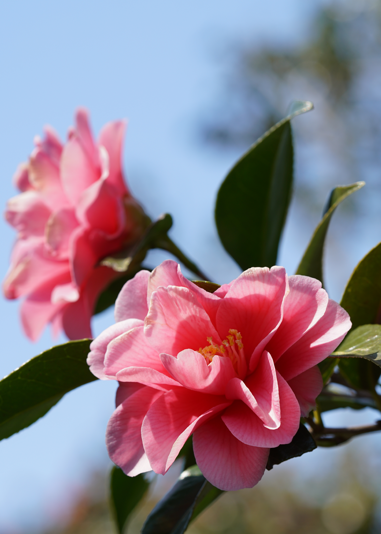 Camellia Mary Williams 3ltr