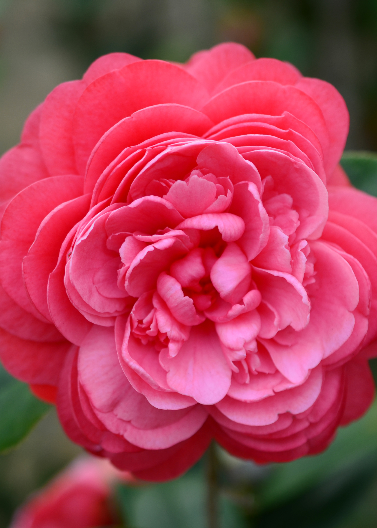 Camellia Lady Campbell 3ltr