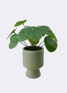 Faux Chinese Money Plant