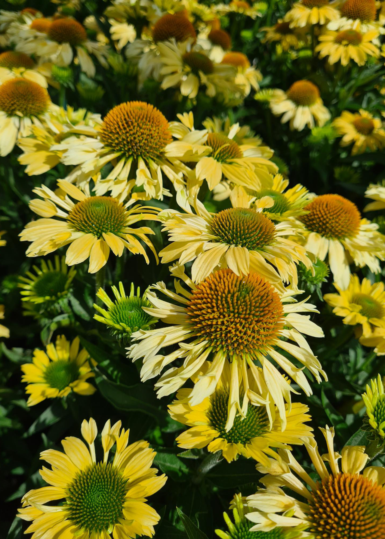 Echinacea Mooodz Peace 3ltr