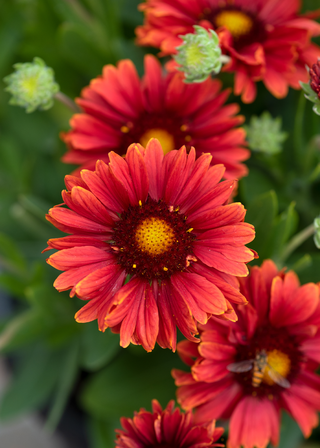 Gaillardia Guapa Red 3ltr