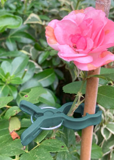 Pack of 5 Plant Support Spring Clips Large