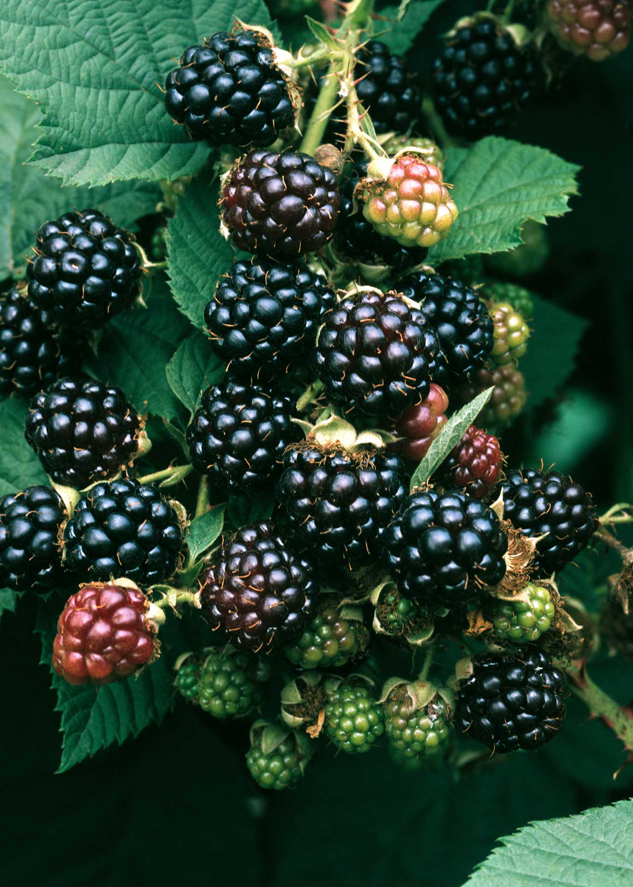 Blackberry Lochness Organic 1ltr