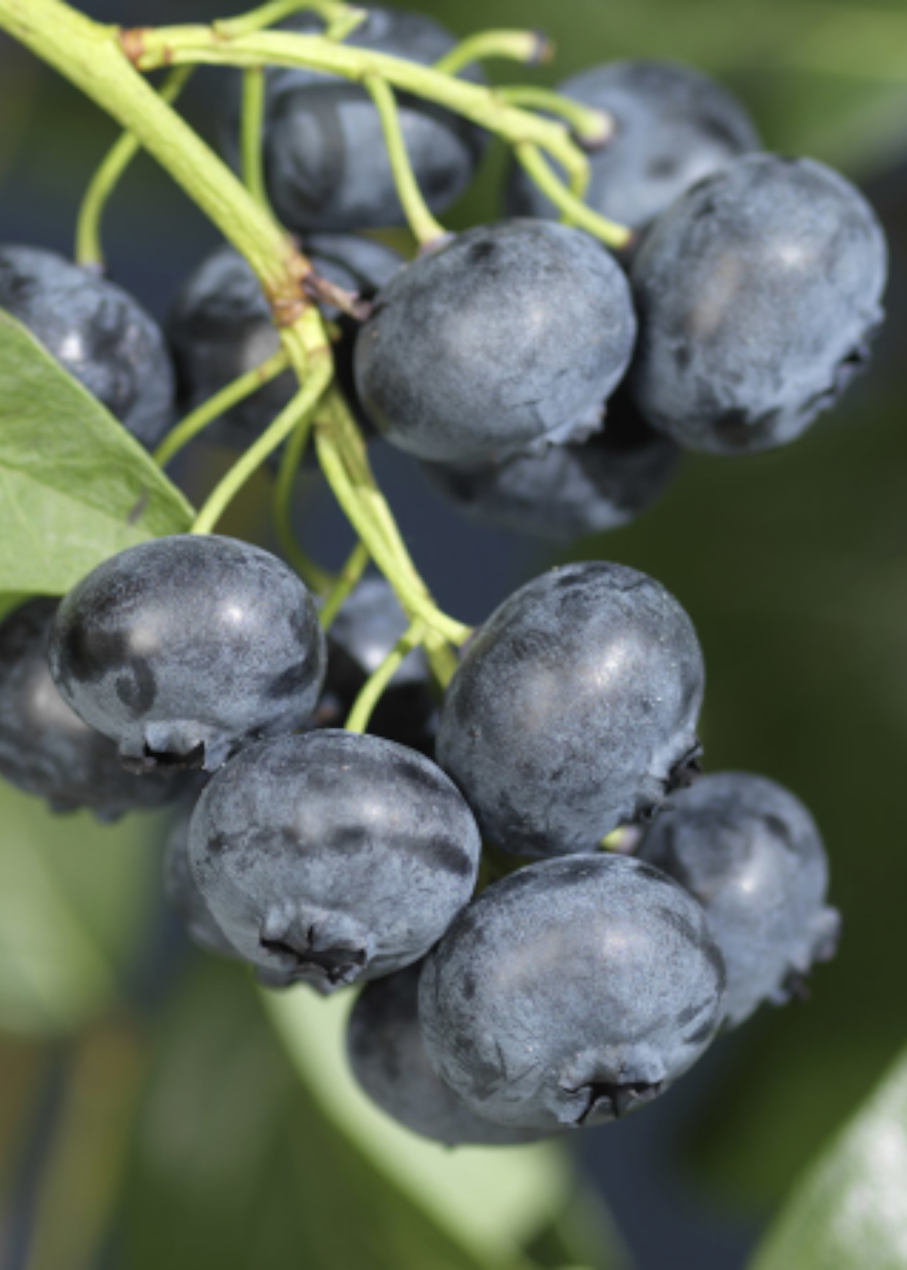 Bluberry Bluecrop Organic 1ltr