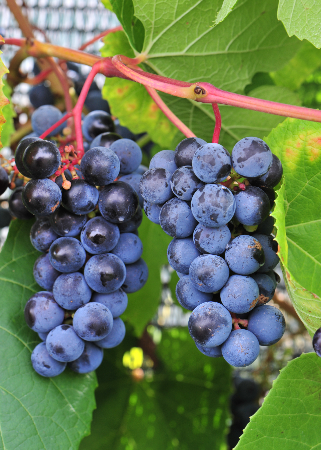 Grape Boskoop Glory Organic 1ltr