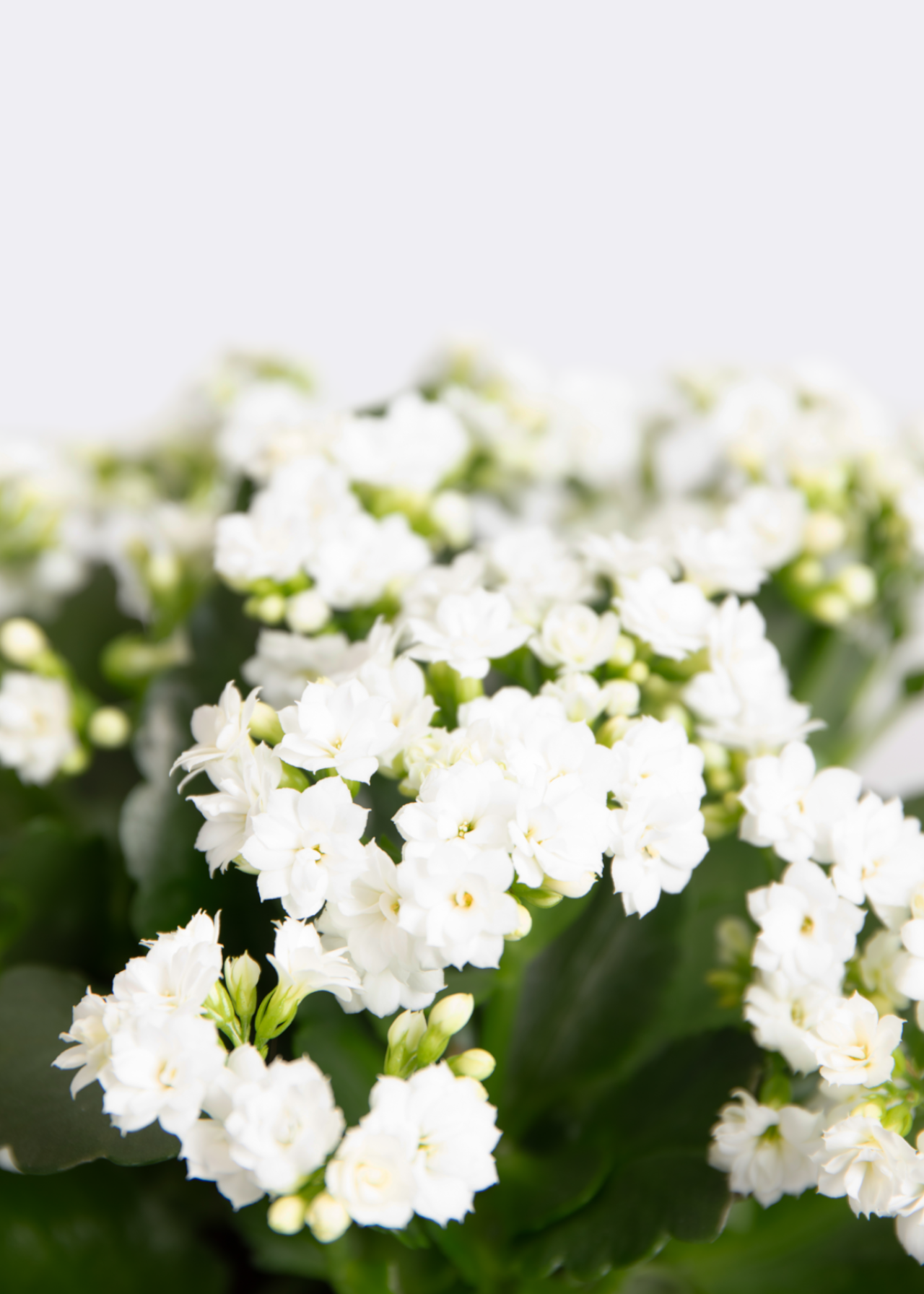 Kalanchoe Queen White 10.5cm