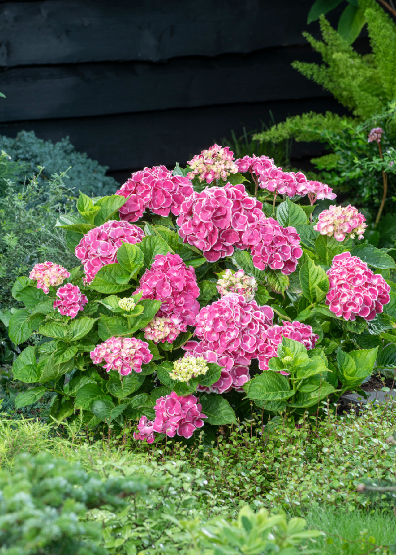 Hydrangea Macrophylla Pink 5ltr