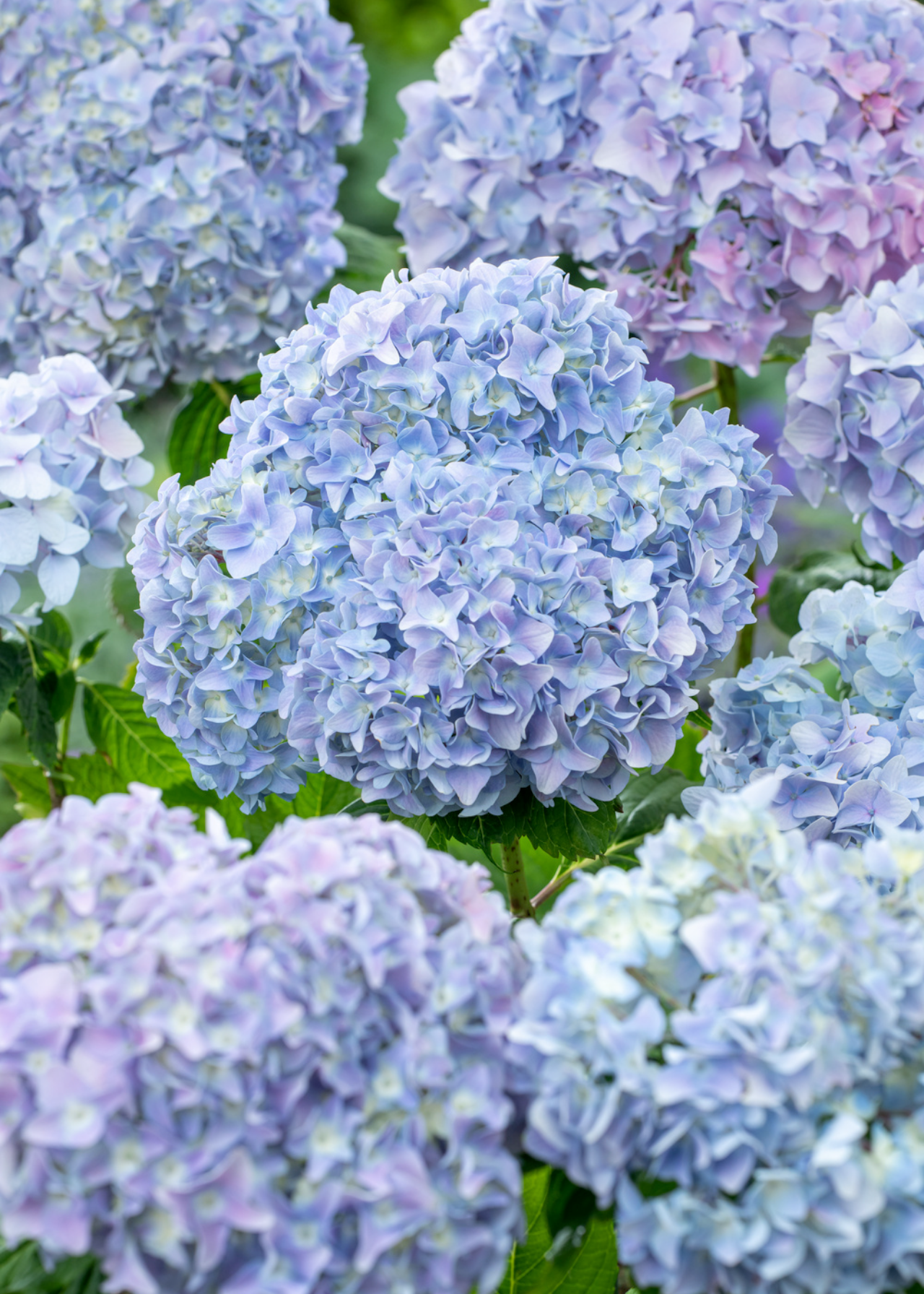 Hydrangea Macrophylla Blue 5ltr