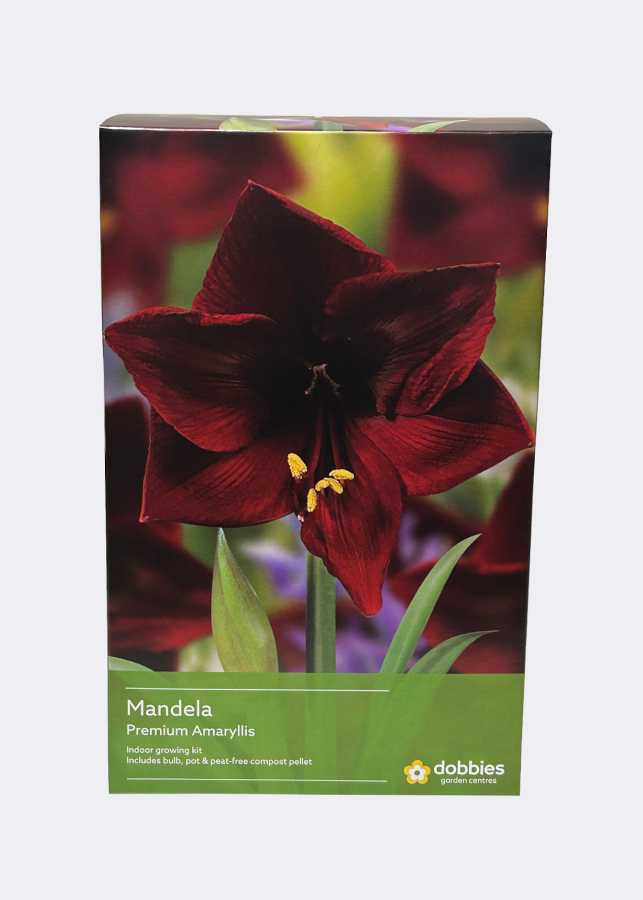 Amaryllis Mandela single pack