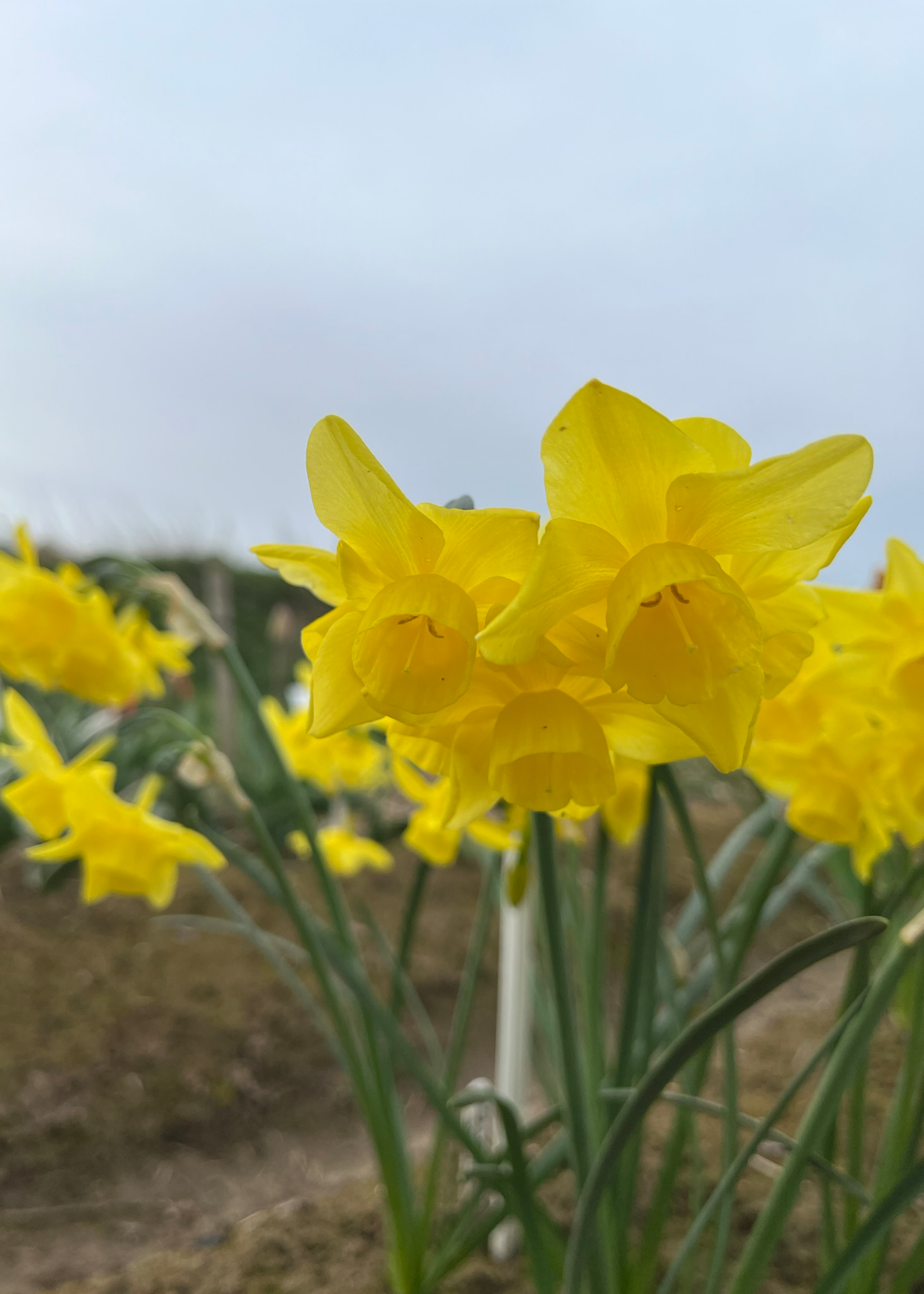 Daffodil (Narcissus) Yellow Ocean Pack of 5