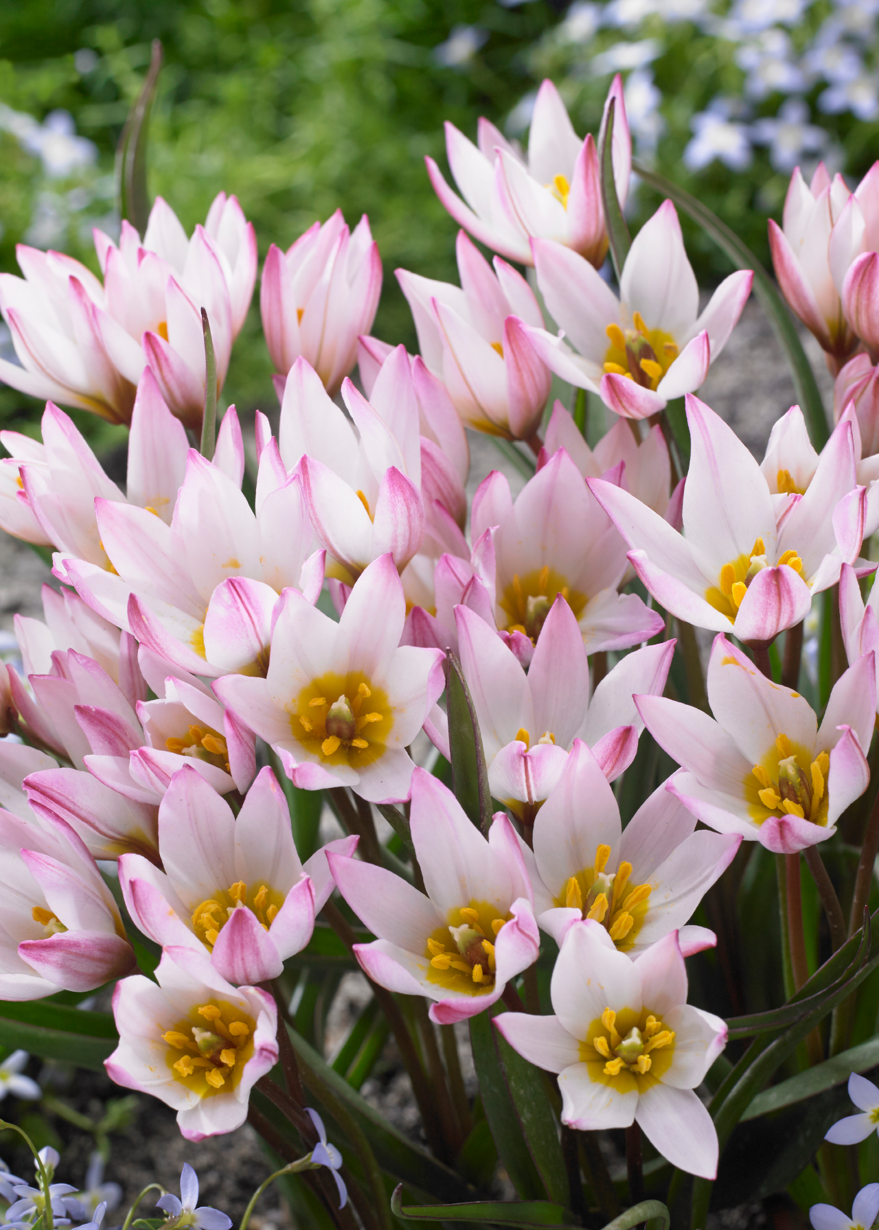 Tulip Hilde pack of 5