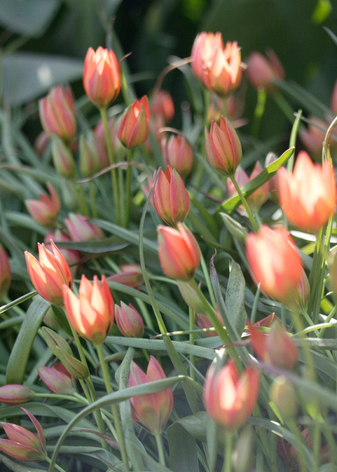 Tulip Little Princess pack of 7