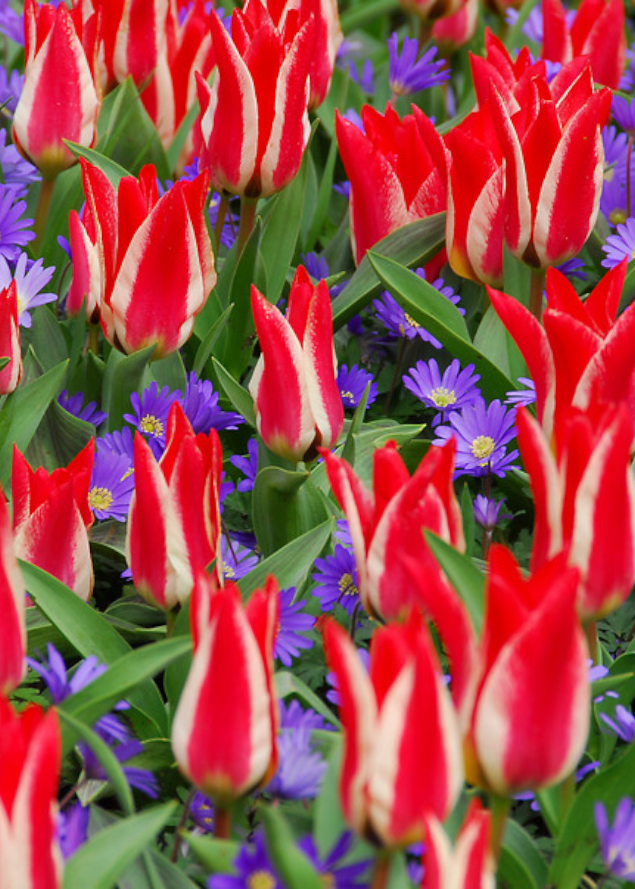 Tulip Pinocchio pack of 5