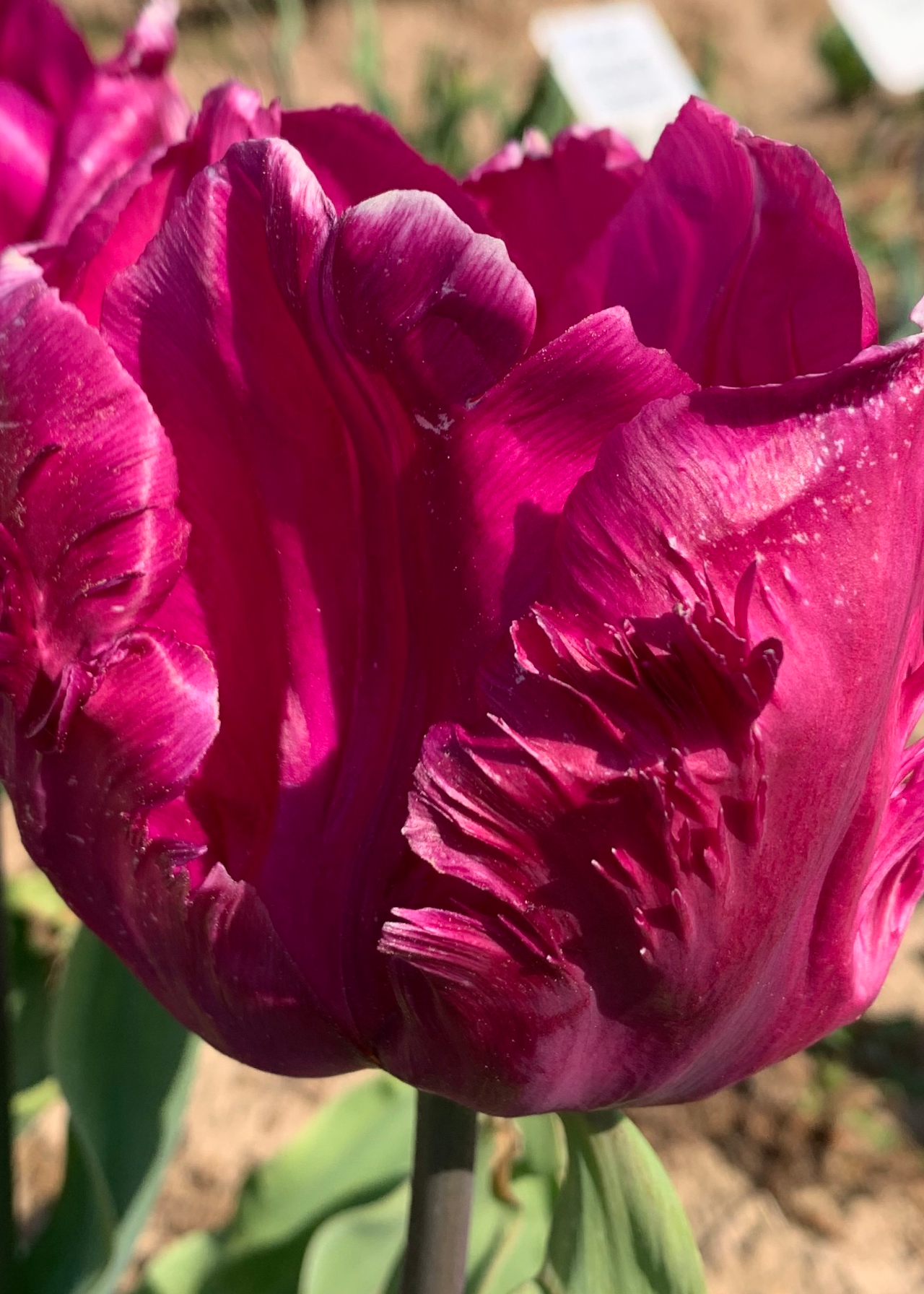 Tulip Parrot Prince pack of 9