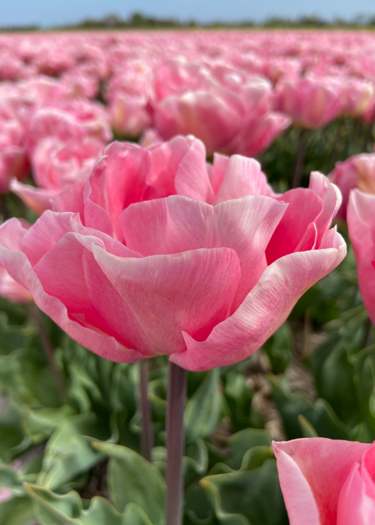 Tulip Mariage pack of 5