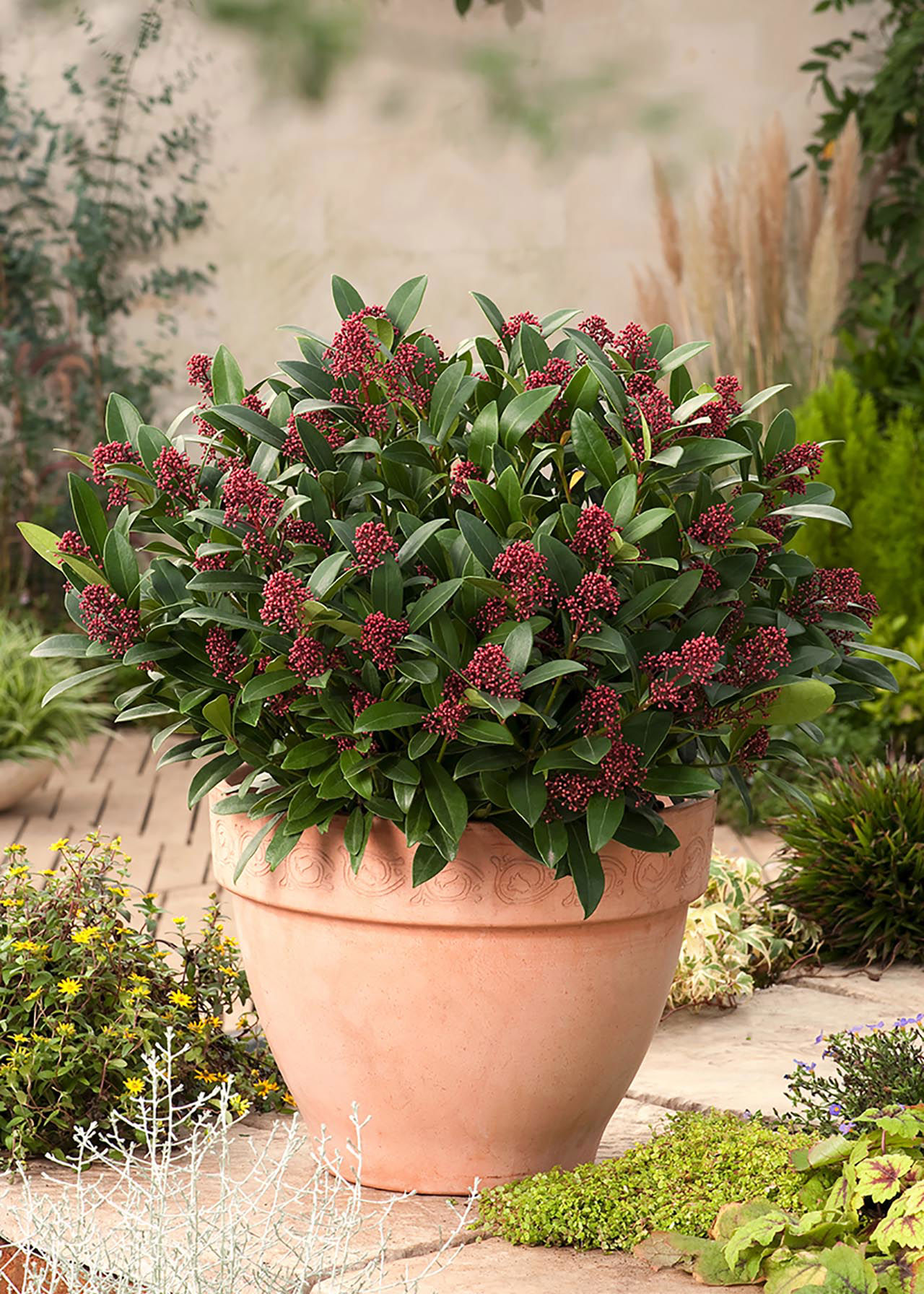 Skimmia Rubella 2ltr