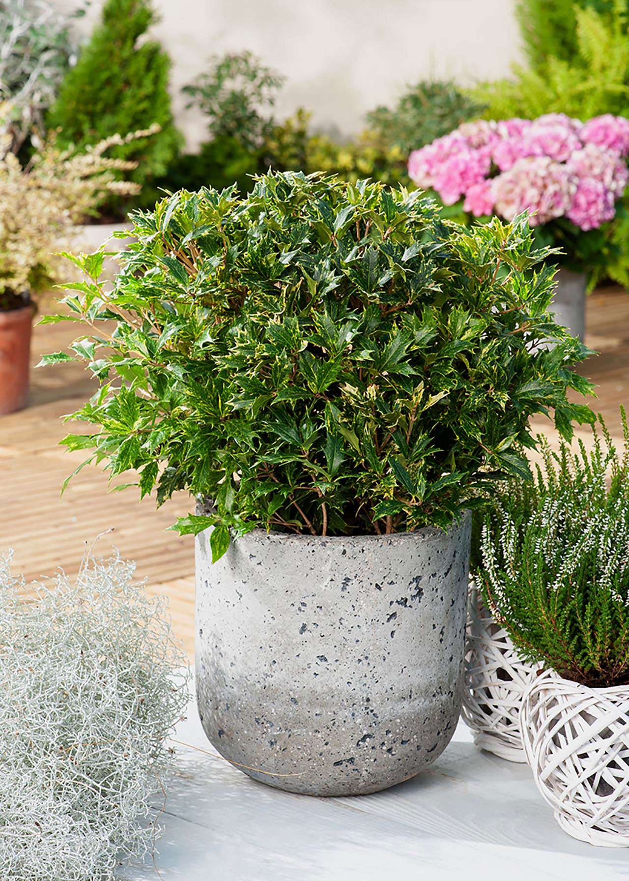 Osmanthus Goshiki 4.5ltr