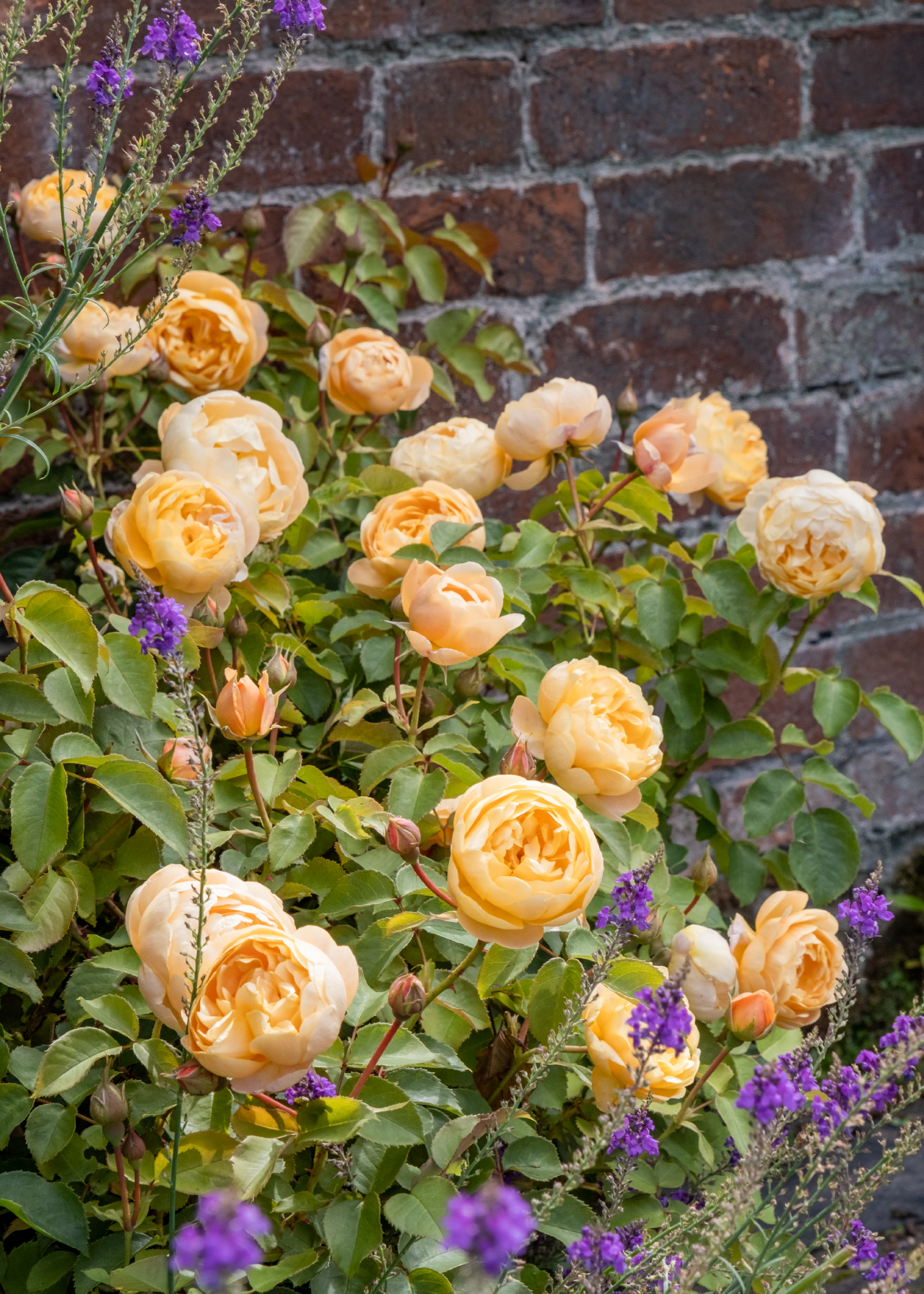 David Austin Rose 'Dannahue' 6ltr