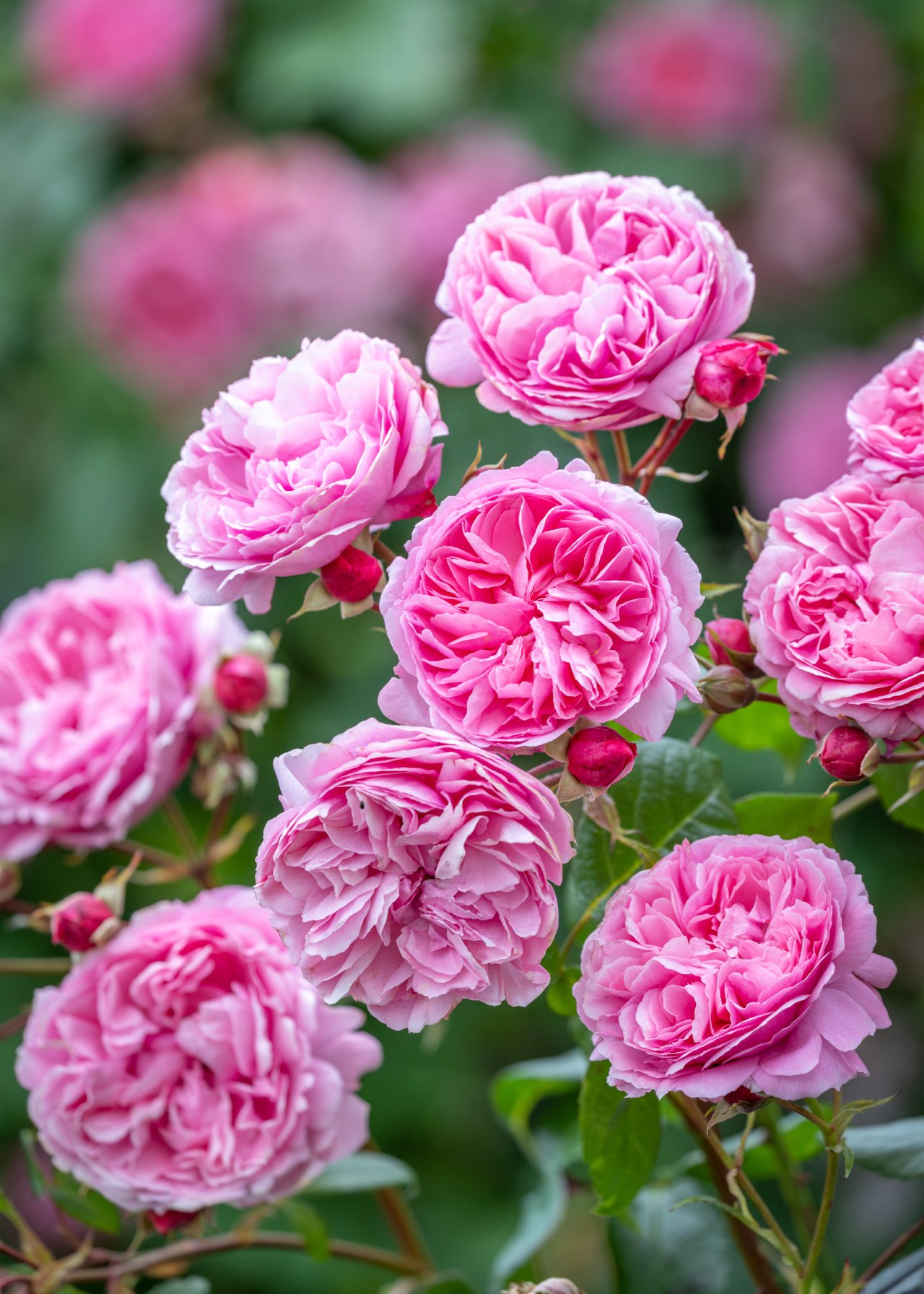 David Austin Rose 'Penelope Lively' 6ltr