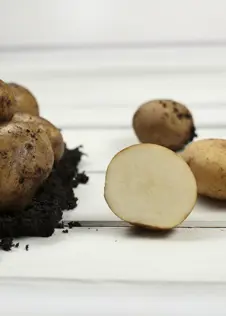 Potato Casablanca 1.5kg
