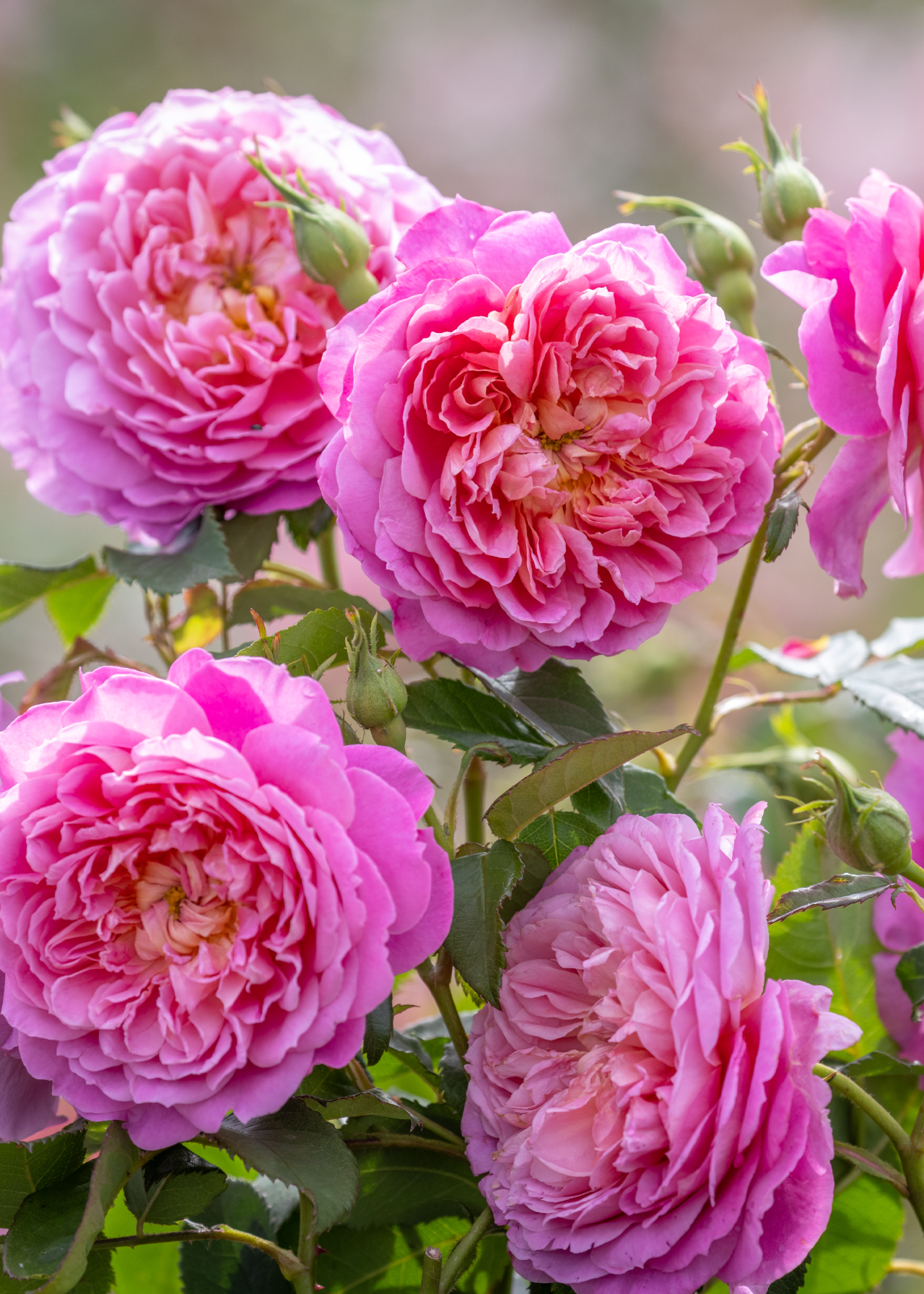David Austin Rose 'Emma Bridgewater' 6ltr
