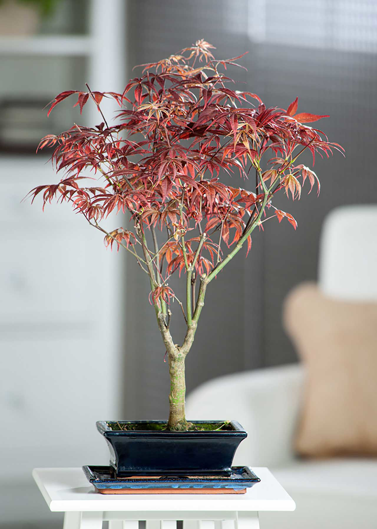 Acer Palmatum Atropurpureum 10.5cm