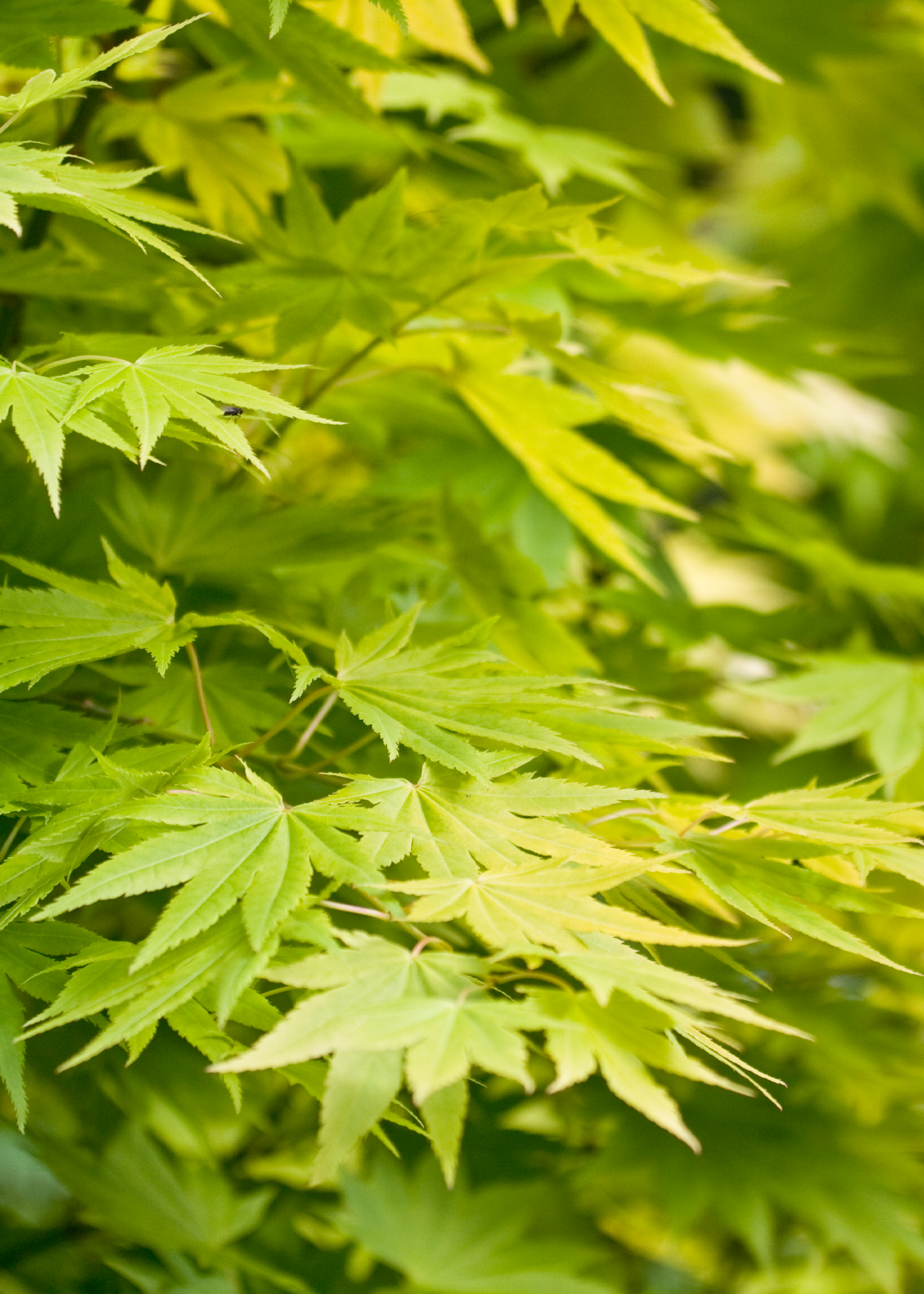 Acer Palmatum Going Green 10.5cm