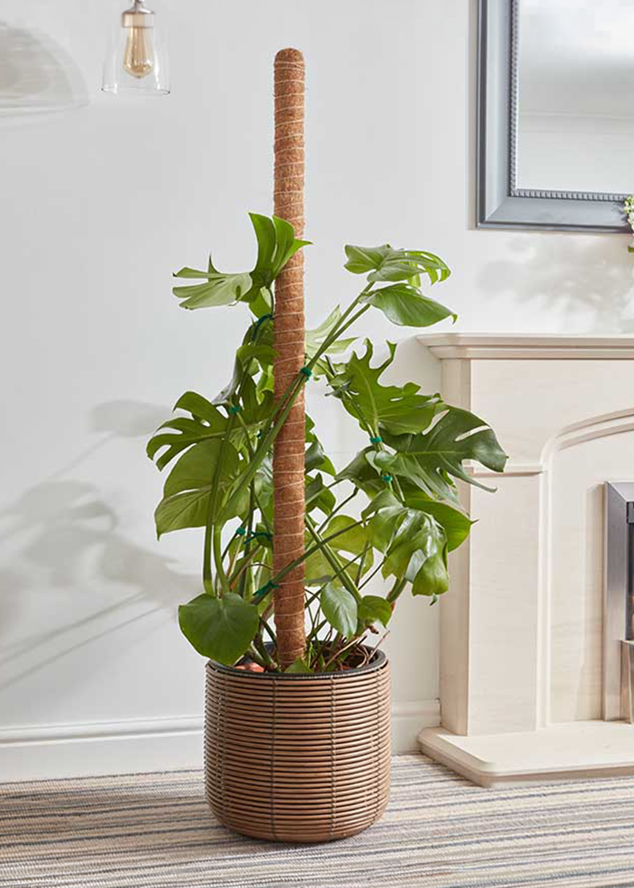 CocoMoss Houseplant Pole 120cm