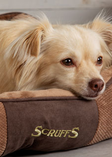 Scruffs Chester Box Dog Bed Small Chocolate