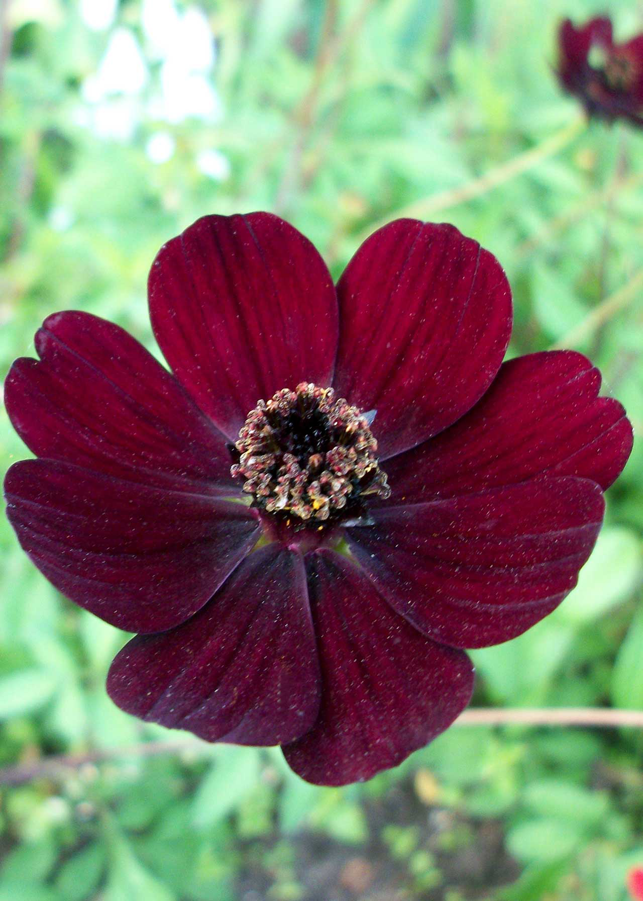 Cosmos Atrosanguineus Single Pack