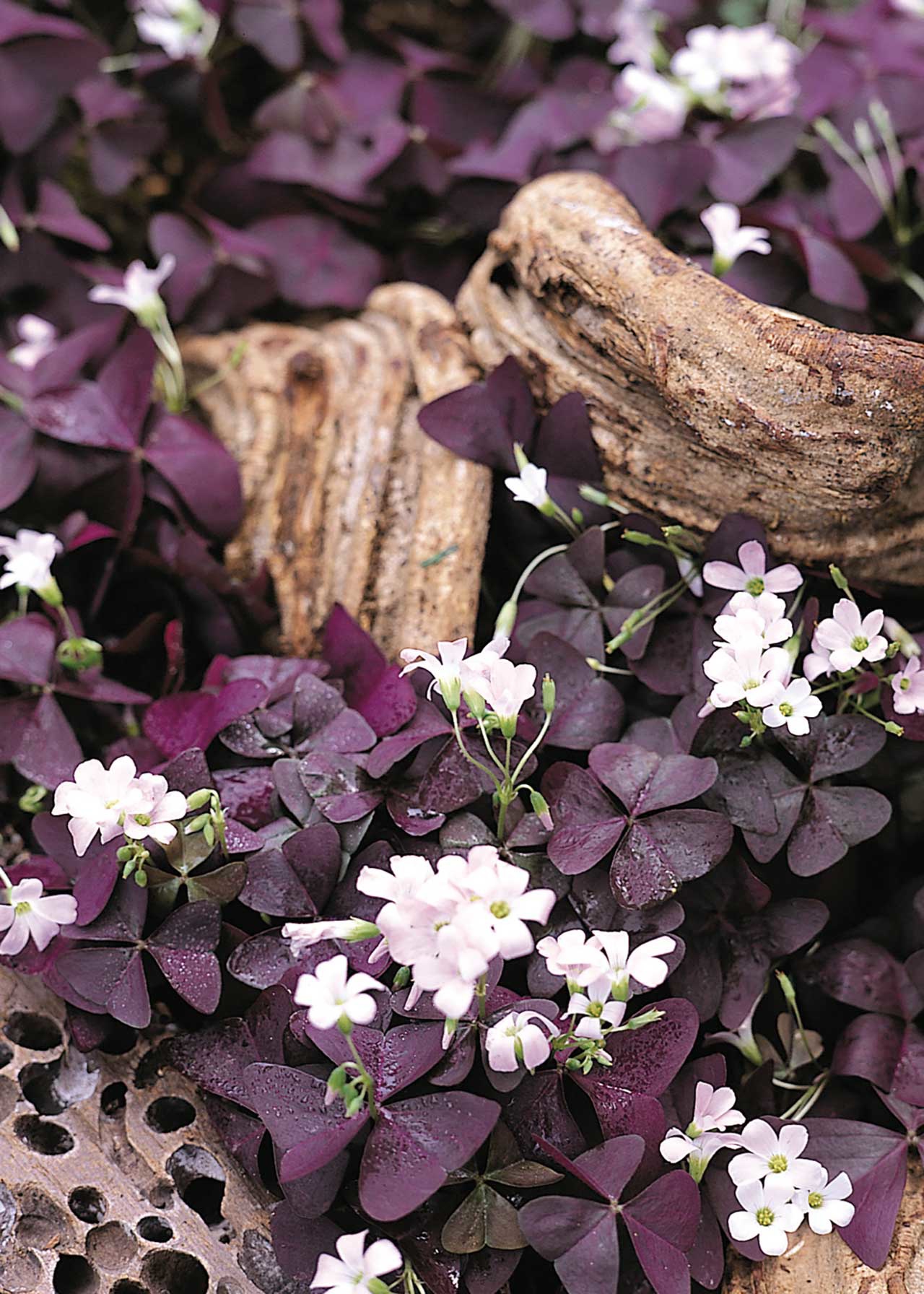 Oxalis Triangularis Pack of 7