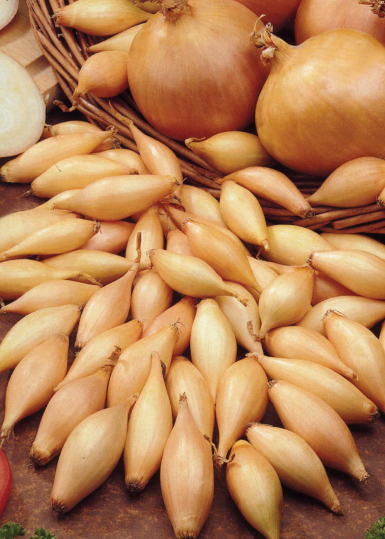 Onion Sturon Pack of 50