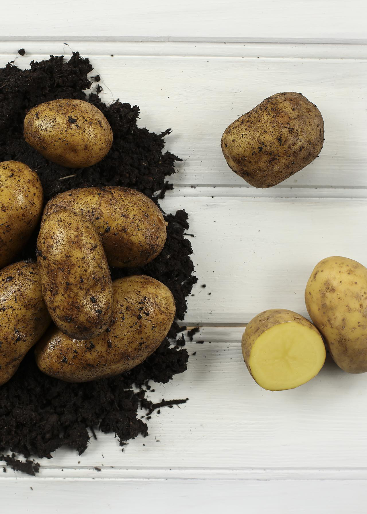 Seed Potato Charlotte 1kg