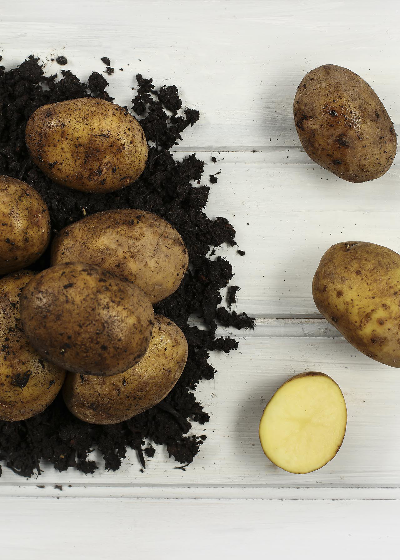Seed Potato Duke of York 2kg