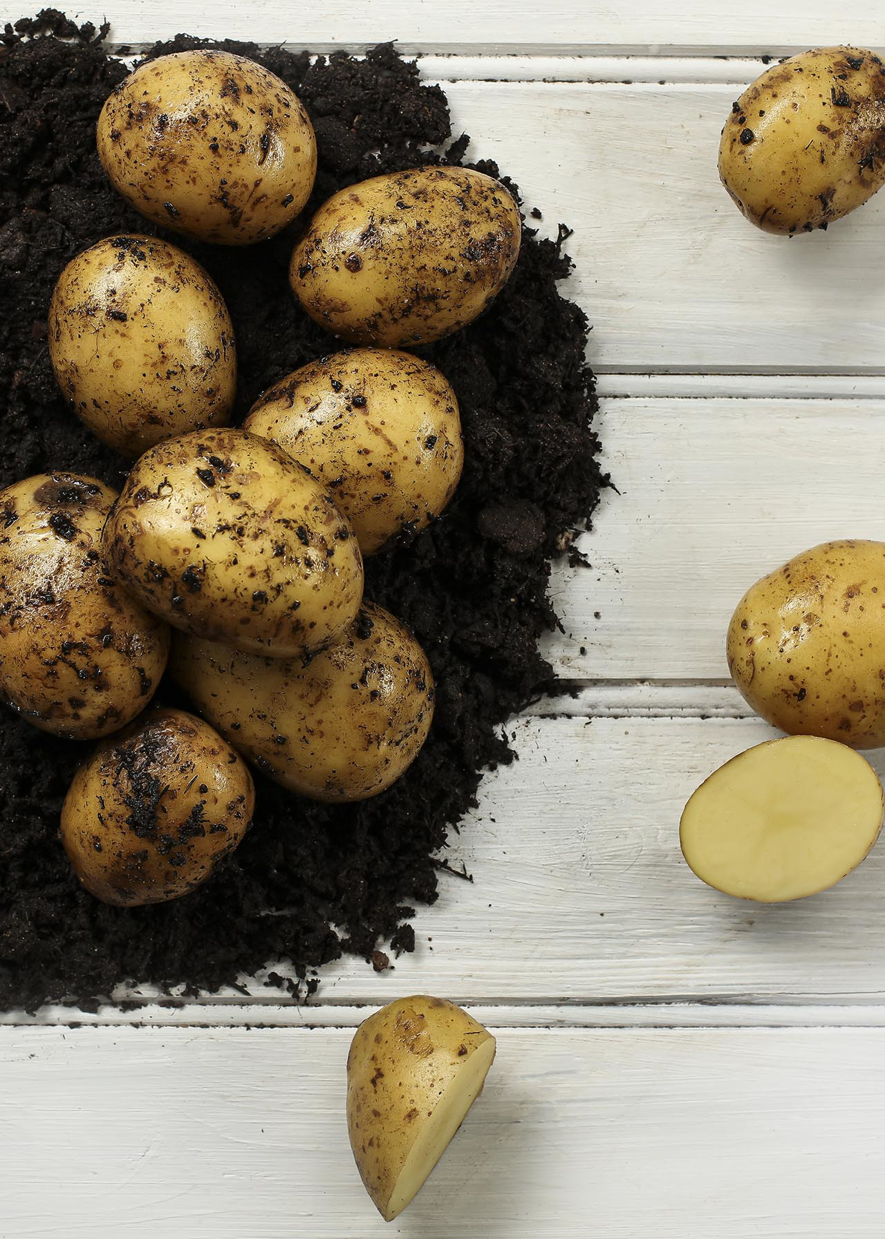 Seed Potato Estima 2kg