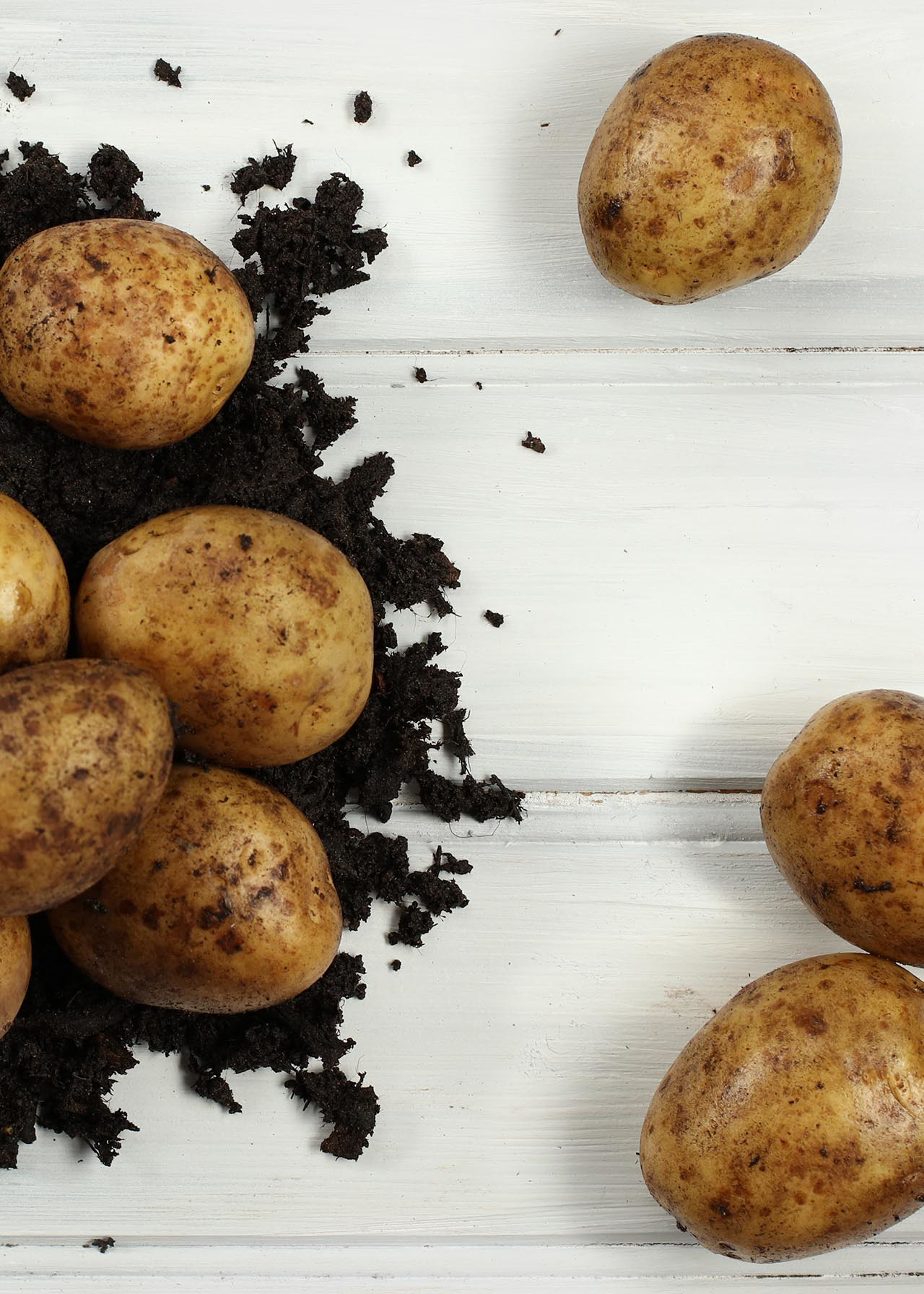 Seed Potato Maris Piper 2kg