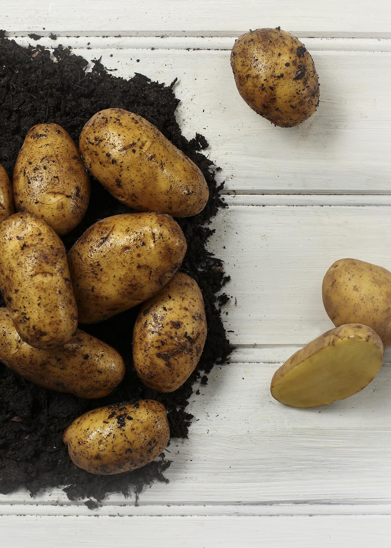 Seed Potato Nicola 2kg